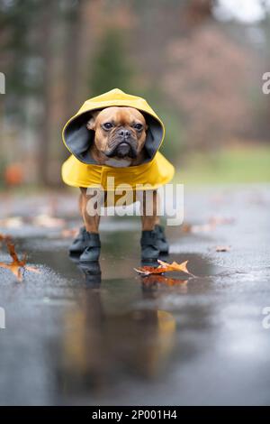 Taureau français fauve rouge sous la pluie portant un imperméable jaune et des bottes en caoutchouc noir. Banque D'Images