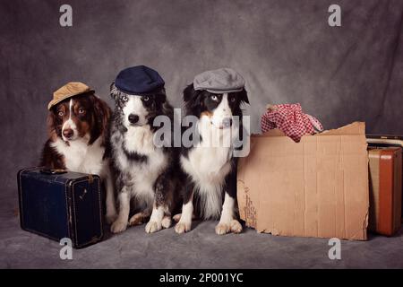 Trois chiens de berger australiens portant des casquettes assis à côté de leurs bagages. Banque D'Images