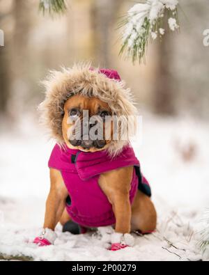 Rouge fauve french bulldog portant un manteau d'hiver rose vif assis dans la neige. Banque D'Images