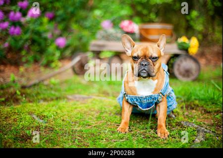 Red fauve french bulldog courant dans la neige. Banque D'Images