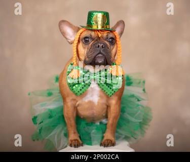 Boudogue française Red Fawn portant un chapeau irlandais vert avec des queues de porc rouges, un noeud en satin vert et un tutu vert pour la journée des premiers patricks. Banque D'Images