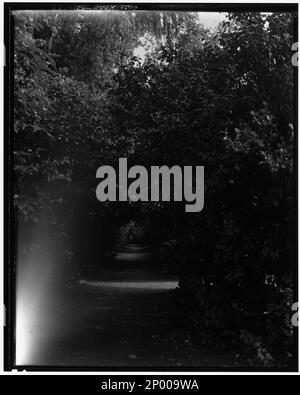 Middleton place, Ashley River vic., comté de Dorchester, Caroline du Sud. Carnegie Etude de l'architecture du Sud. États-Unis Caroline du Sud Dorchester County Ashley River vic, plantes, passerelles. Banque D'Images