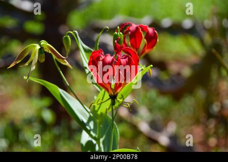 Fleurs de nénuphars, Gloriosa superba, au Zimbabwe. Banque D'Images