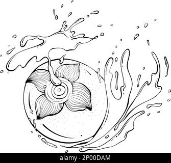 Persimmon entier avec splash Line art Illustration de Vecteur