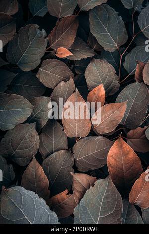 feuilles de la plante japonaise brune en automne, fond brun Banque D'Images