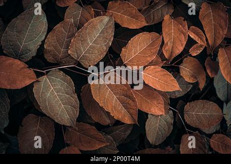 feuilles de la plante japonaise brune en automne, fond brun Banque D'Images