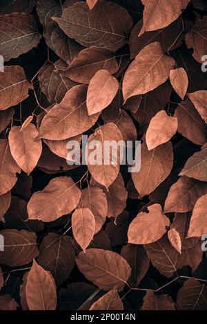 feuilles de la plante japonaise brune en automne, fond brun Banque D'Images