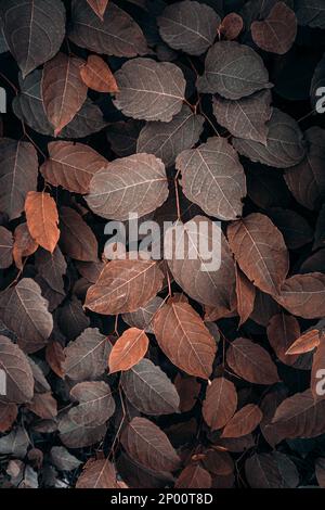 feuilles de la plante japonaise brune en automne, fond brun Banque D'Images