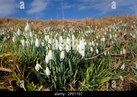 un bouquet de chutes de neige sauvages au soleil de printemps avec de la rosée fraîche sur ses feuilles. Banque D'Images