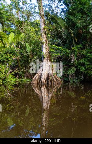 Végétation luxuriante sur les cours d'eau du parc national de Tortuguero au Costa Rica Banque D'Images