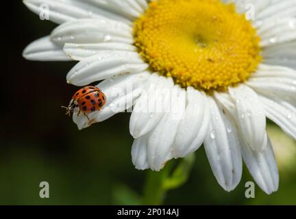 Une dame asiatique coléople sur une Marguerite Shasta. Banque D'Images