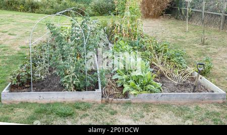 Haricots blancs et courgettes poussant dans la parcelle de légumes du jardin. Banque D'Images