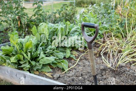 Haricots blancs et courgettes poussant dans la parcelle de légumes du jardin. Banque D'Images