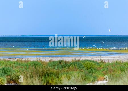 Lagons de Tuzly Amazonia avec beaucoup d'oiseaux dans le Parc naturel national de Tuzly lagons, Ukraine Banque D'Images