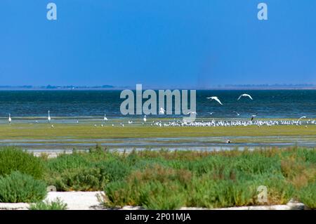 Lagons de Tuzly Amazonia avec beaucoup d'oiseaux dans le Parc naturel national de Tuzly lagons, Ukraine Banque D'Images