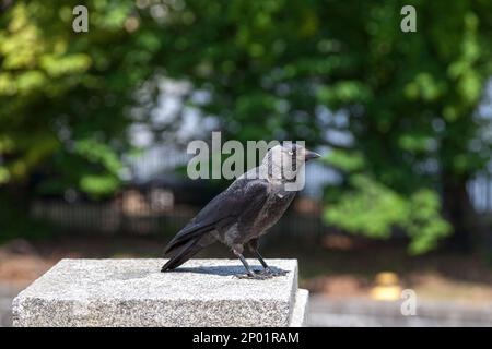 La calaque occidentale (Coloeus monedula), également connue sous le nom de la calaque eurasienne, la calaque européenne, ou tout simplement la calaque, est un oiseau de passereau dans le famil de corbeau Banque D'Images