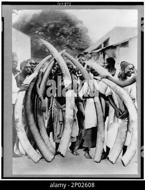 Autochtones avec défenses d'ivoire, Dar es Salaam, Tanganyika. Frank and Frances Carpenter Collection , publié dans: 'Le monde et ses cultures' chapitre de l'ebook grandes photographies de la Bibliothèque du Congrès, 2013, hommes,Tanzanie,Dar es Salaam,1880-1930, défenses,1880-1930. Banque D'Images