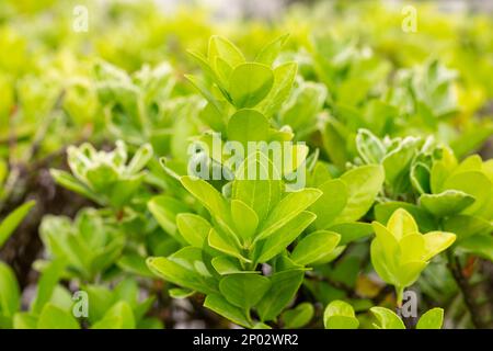 euonymus japonicus ou euonymus japonais plante arbustive au printemps, jeunes feuilles fraîches Banque D'Images