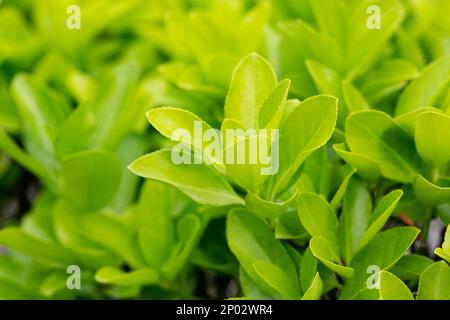 euonymus japonicus ou euonymus japonais plante arbustive au printemps, jeunes feuilles fraîches Banque D'Images