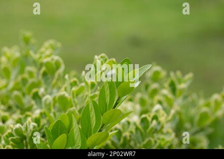 euonymus japonicus ou euonymus japonais plante arbustive au printemps, jeunes feuilles fraîches Banque D'Images