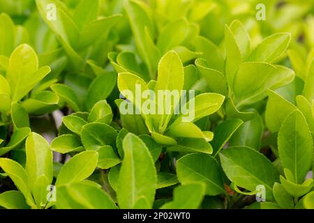 euonymus japonicus ou euonymus japonais plante arbustive au printemps, jeunes feuilles fraîches Banque D'Images