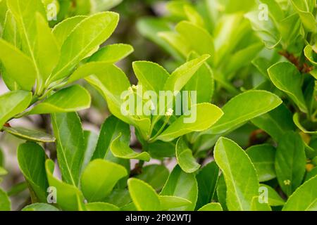 euonymus japonicus ou euonymus japonais plante arbustive au printemps, jeunes feuilles fraîches Banque D'Images