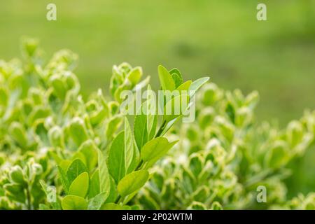 euonymus japonicus ou euonymus japonais plante arbustive au printemps, jeunes feuilles fraîches Banque D'Images