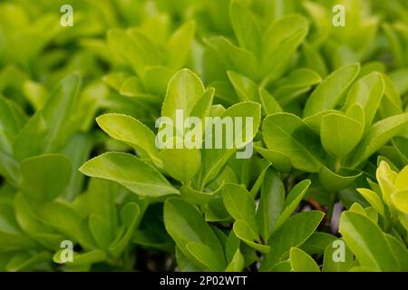 euonymus japonicus ou euonymus japonais plante arbustive au printemps, jeunes feuilles fraîches Banque D'Images