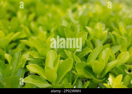 euonymus japonicus ou euonymus japonais plante arbustive au printemps, jeunes feuilles fraîches Banque D'Images