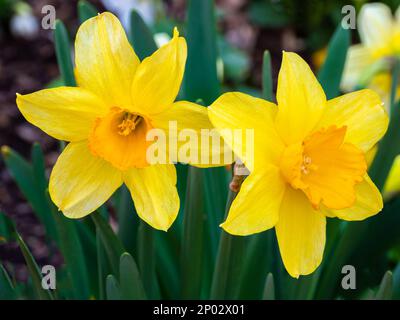 Fleurs de jonquille jaune qui fleurissent au printemps Banque D'Images