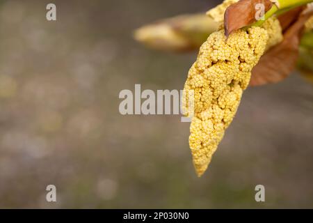 Palmier de chanvre en fleurs Trachycarpus fortunei au printemps en été dans un jardin botanique, forêt tropicale, parc, jungle sur un fond de feuilles de palmier vertes. Banque D'Images