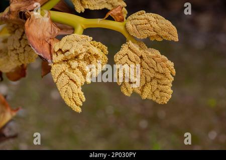 Palmier de chanvre en fleurs Trachycarpus fortunei au printemps en été dans un jardin botanique, forêt tropicale, parc, jungle sur un fond de feuilles de palmier vertes. Banque D'Images