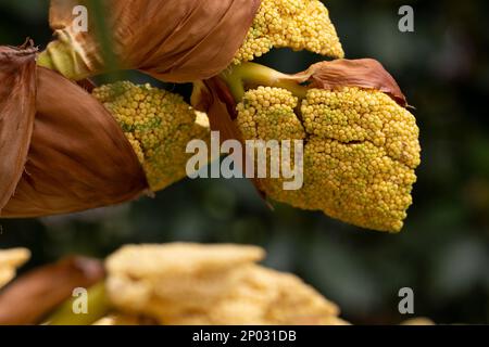 Palmier de chanvre en fleurs Trachycarpus fortunei au printemps en été dans un jardin botanique, forêt tropicale, parc, jungle sur un fond de feuilles de palmier vertes. Banque D'Images