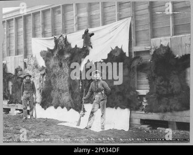 Peaux d'animaux tués sur Show River, c.-à-d. Snow River, sur la ligne de A.C.R.R. , Skins d'animaux tués sur Show River en ligne de A.C.R.R.Skins d'animaux tués sur Snow River en ligne de A.C.R.R.résultat d'un voyage de chasse sur Snow River, en ligne de A.C.R.R., tué par Emswyler et Dupont Bill. Collection Frank and Frances Carpenter , cadeau; Mme W. Chapin Huntington; 1951, cuirs et peaux,Alaska,1900-1910, ours,Alaska,1900-1910, chasse,Alaska,1900-1910, États-Unis, Alaska Banque D'Images