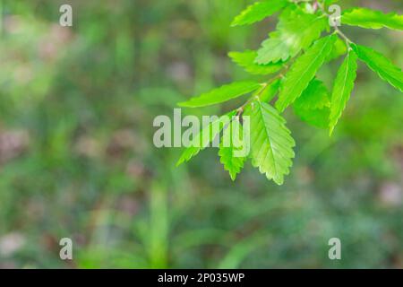 Une espèce de l'arbre de Zelkova, Zelkova serrata, keyaki, zelkova japonaise, Kinme keyaki. Une espèce d'arbre souvent utilisée en bonsaï. Jeune vert jaune congé Banque D'Images