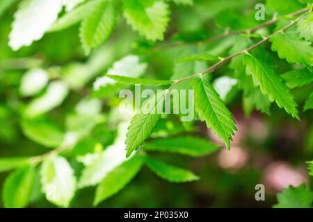 Une espèce de l'arbre de Zelkova, Zelkova serrata, keyaki, zelkova japonaise, Kinme keyaki. Une espèce d'arbre souvent utilisée en bonsaï. Jeune vert jaune congé Banque D'Images