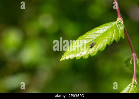 Mouche à vent, mouche à carrion, mouche noire assise sur une feuille de raisin vert de près. Arrière-plan naturel. Banque D'Images