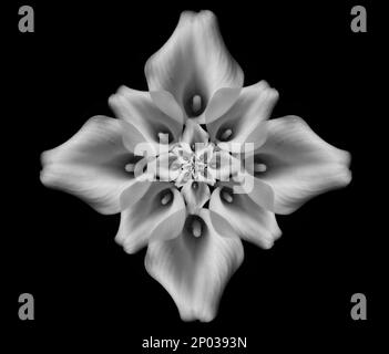 illustration de lys superposés Banque D'Images