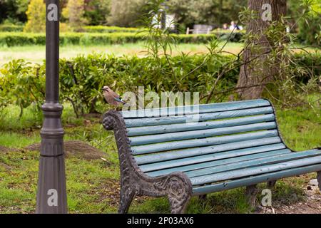 Le geai eurasien Garrulus glandarius est assis sur un banc de parc au printemps. Banque D'Images