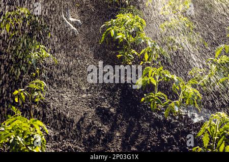Jardinier arrosoir plante tomate plantules buisson. Germe de tomate en pleine croissance. Jardin potager d'arrière-cour arrosage récoltes pulvérisation plantes eau de jardin Banque D'Images