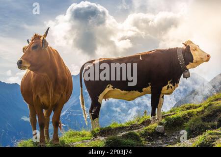 Deux vaches alpines brunes au-dessus de la montagne dans le Tyrol au lever du soleil, près d'Innsbruck, Autriche Banque D'Images