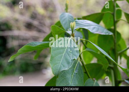 Fermer les feuilles souples d'un arbre d'avocat au printemps Banque D'Images