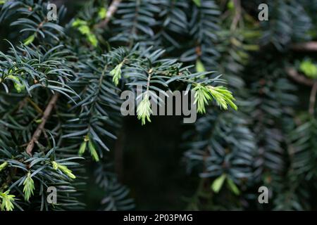 Yew Taxus baccata fastigiata Aurea yew anglais, yew européen nouveau vert vif avec des bandes jaunes feuillage dans le jardin de printemps comme fond naturel. Sélé Banque D'Images