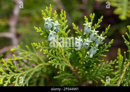 Graines bleues étonnantes de l'arbre de thuja Platycladus orientalis . Platycladus orientalis également connu sous le nom de thuja chinois ou arborvitae oriental . Mise au point sélective. Banque D'Images