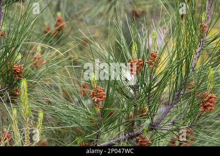 Pinus radiata fleurit dans la forêt printemps foyer sélectif, fond naturel Banque D'Images