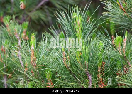 Pinus radiata fleurit dans la forêt printemps foyer sélectif, fond naturel Banque D'Images