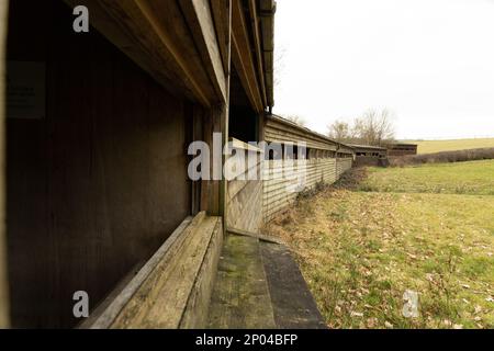 Gigrin Farm Red Kitye Feeding station Banque D'Images