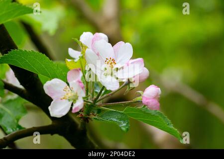 arbre - pommiers fleuris, gros plan de fleurs blanches et roses d'un arbre fruitier sur une branche sur un fond flou, arrière-plan de printemps Banque D'Images