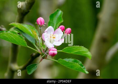 arbre - pommiers fleuris, gros plan de fleurs blanches et roses d'un arbre fruitier sur une branche sur un fond flou, arrière-plan de printemps Banque D'Images