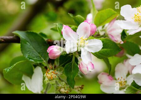 arbre - pommiers fleuris, gros plan de fleurs blanches et roses d'un arbre fruitier sur une branche sur un fond flou, arrière-plan de printemps Banque D'Images